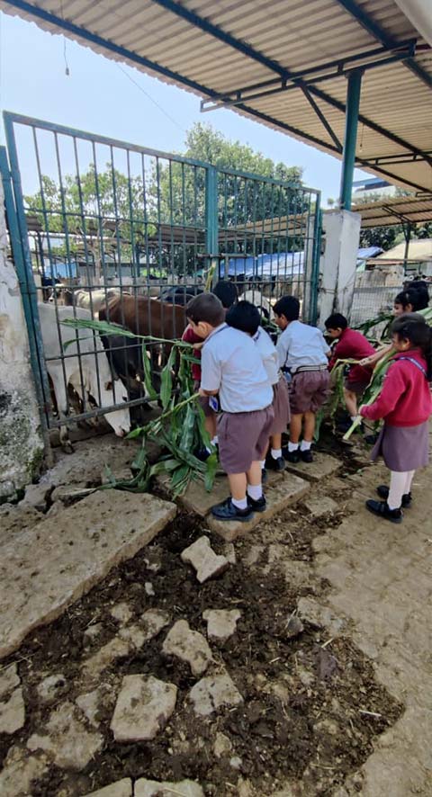 Grade 1 field trip to Gaushala - 11