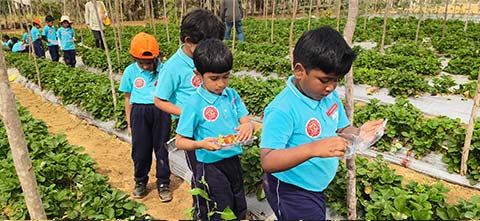  Montessori - Visit to a Strawberry Farm - 16