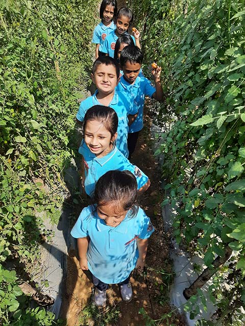  Montessori - Visit to a Strawberry Farm - 2