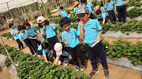  Montessori - Visit to a Strawberry Farm - 6