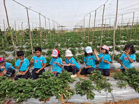  Montessori - Visit to a Strawberry Farm - 8