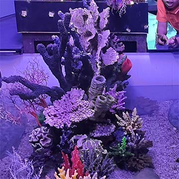 Montessori Aquarium Visit
